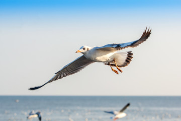 Obraz premium Seagull flying above the sea freely at Bangpu Thailand.