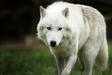 Naklejka na ściany i meble White Wolf - Loup Blanc