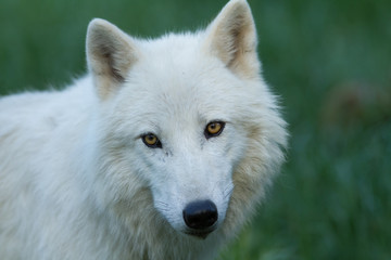 White Wolf - Loup Blanc