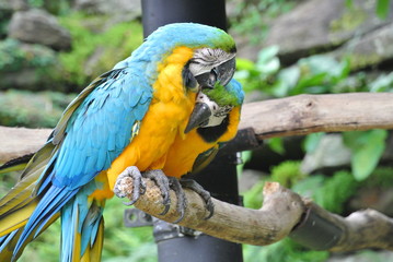 intimate blue and yellow macaws