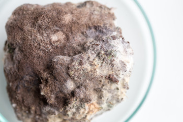 Asperillus niger in petri dish under the microscopic, Microbiology for education in laboratories.