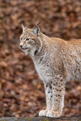 Obraz premium Lynx
