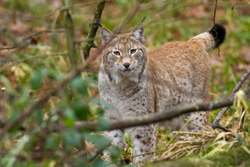 Obraz premium Lynx