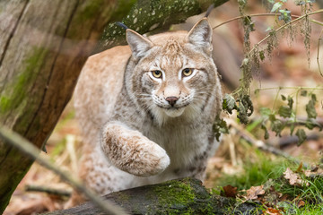Obraz na płótnie Canvas Lynx
