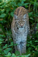 Obraz premium Lynx