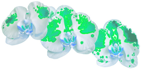 orchidée panachée vert 