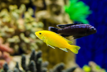 Hummingbird fish cichlid in the aquarium