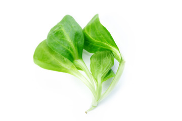 Spinach isolated on white background