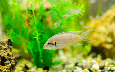 Obraz premium Fish Princess of Burundi in the aquarium