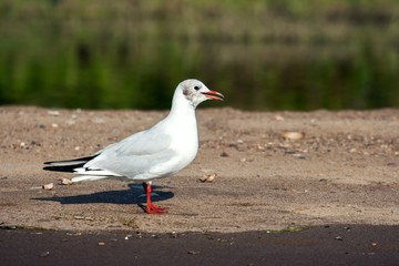 Seagull on a tongue of sand.