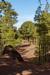 Dark volcanic desert landscape with green trees