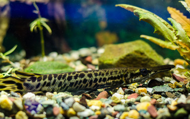  Armoured pike in the aquarium