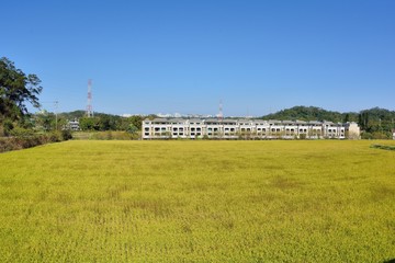 Obraz premium Lush green paddy in rice field ,Winter and Autumn background in the Taiwan. 