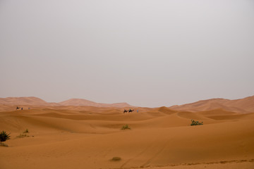 nomad people walking with camels through the desert