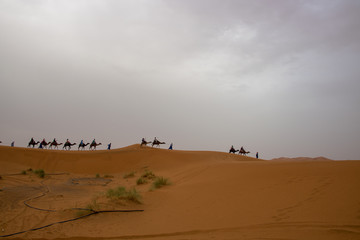 nomad people walking with camels through the desert