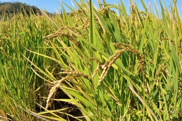 Lush green paddy in rice field ,Winter  and Autumn background in the Taiwan.  