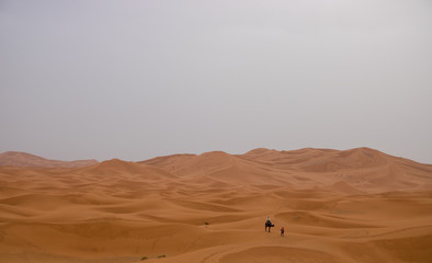 nomad people walking with camels through the desert