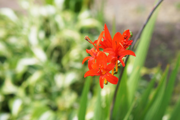 Fototapeta premium Crocosmia or montbretia red flowers with green background