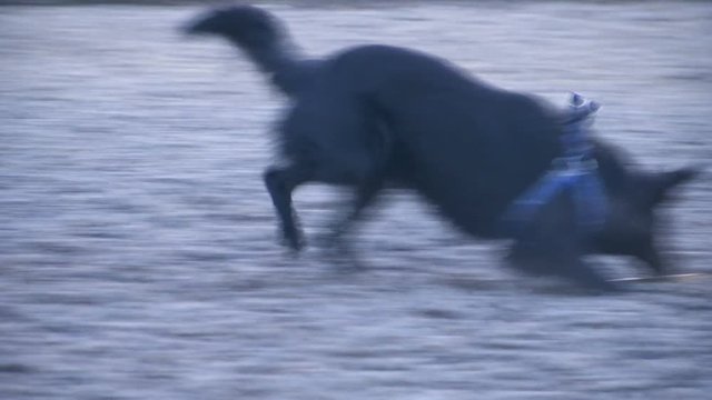 Black  dog runs with a piece of wood in his mouth in slow motion