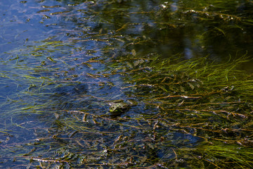 Frog in swamp