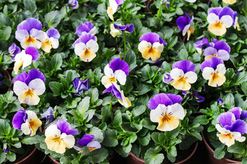 Pansy flowers background