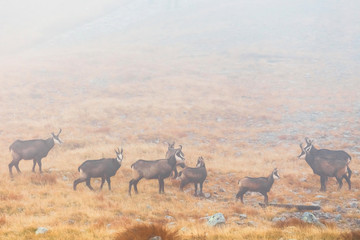 a herd of chamois passes a mountain pass in the fog
