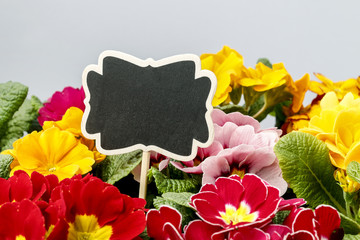 Colorful primula flowers and blank blackboard label