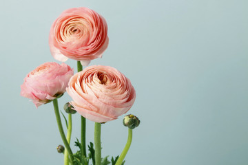 Pink ranunculus flowers - obrazy, fototapety, plakaty