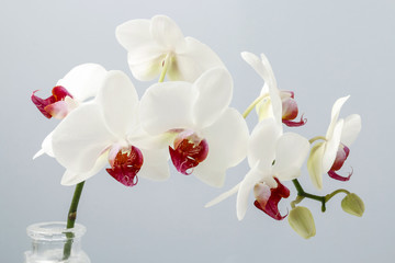 Obraz premium White orchids flowers