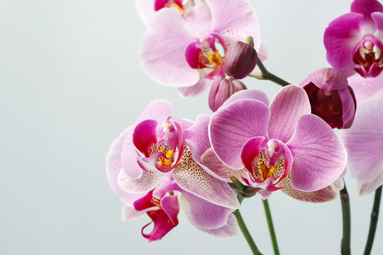 Pink orchids, copy space.