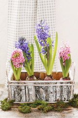 Hyacinth flowers. Easter table decoration idea.