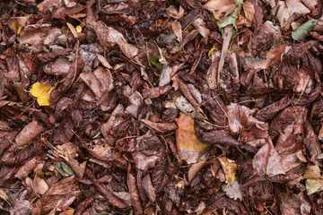 Dry, fallen leaves.