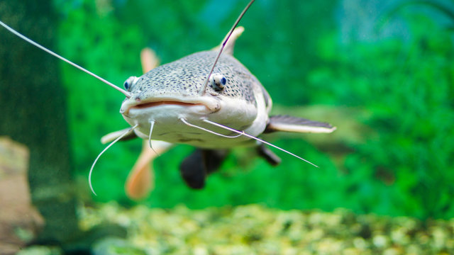 Fototapeta  Red-tailed catfish in the aquarium