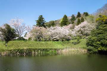 満開の桜