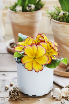 Yellow primula flower in vintage mug.