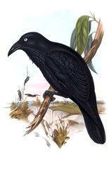 Illustration of bird.