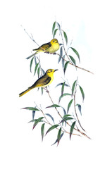 Illustration of bird.