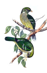 Illustration of bird.