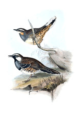 Illustration of bird.