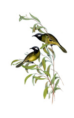 Illustration of bird.