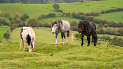 Naklejka na ściany i meble Wild horses near Hay Bluff and Twmpa in the Black Mountains, Brecon Beacons, Wales, UK