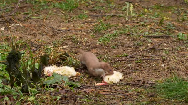 Least weasel (Mustela nivalis) stealing dead chicken