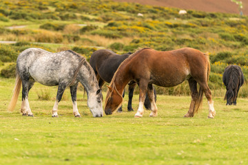 Obraz na płótnie Canvas Wild horses near Hay Bluff and Twmpa in the Black Mountains, Brecon Beacons, Wales, UK