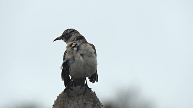 close up of a preening mockingbird on isla genovesa in the galapagos islands