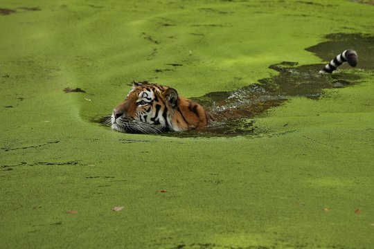 Siberian tiger, Panthera tigris altaica, swimming in the water directly in front of the photographer. Dangereous predator in action. Tiger in green taiga habitat. Beautiful wild animal in captivity.
