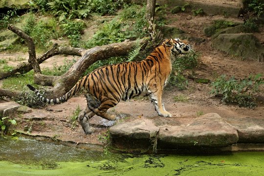 Siberian tiger, Panthera tigris altaica, posing directly in front of the photographer. Dangereous predator in action. Tiger in green taiga habitat. Beautiful wild animal in captivity.