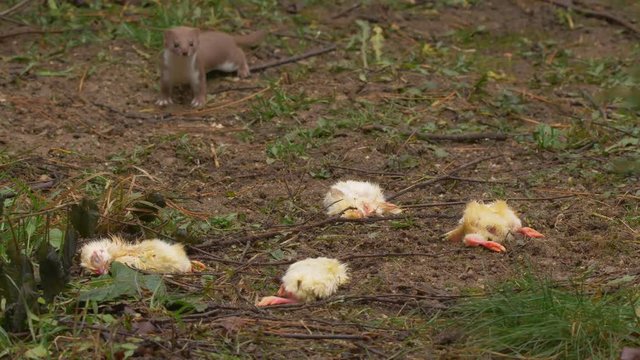 Least weasel (Mustela nivalis) stealing dead chicken