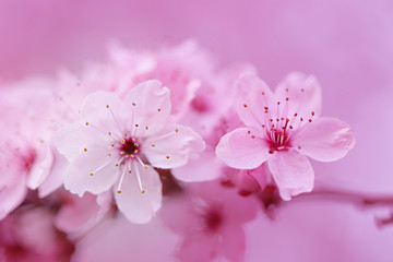 almond blossom. branch of blossoming almonds on a  pink background. Spring blooming background