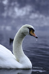 Obraz premium schwan