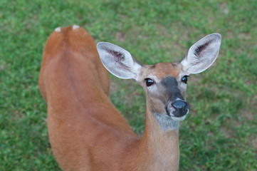 Fototapeta premium Whitetail Doe Deer in Pennsylvania